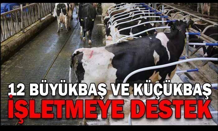 12 Büyükbaş ve Küçükbaş İşletmeye Destek: 3 Tanesi Mengen’den