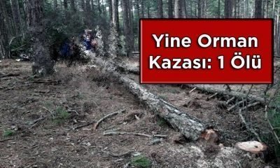 Mengen Sınırında Orman Kazası: 1 İşçi Öldü