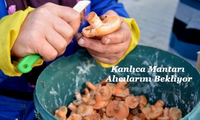 Kanlıca Mantarı Dörtyol Pazarında Alıcılarını Bekliyor