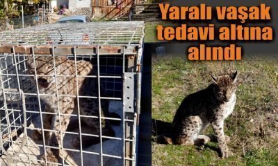 Yaralı Vaşak Tedavi Altına Alındı