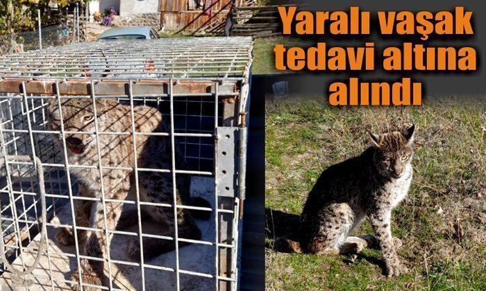 Yaralı Vaşak Tedavi Altına Alındı