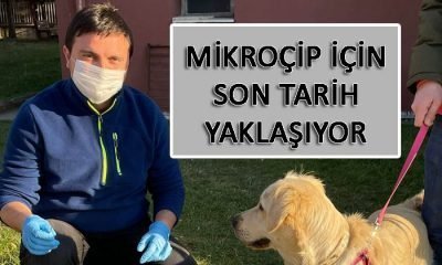 Sahipli Kedi ve Köpekler İçin Yeni Uygulama “Mikroçip”