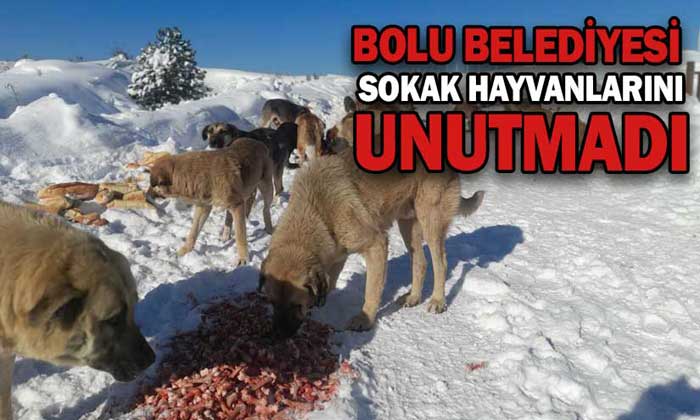 BOLU BELEDİYESİ ZORLU KIŞ GÜNLERİNDE ONLARI DA UNUTMADI