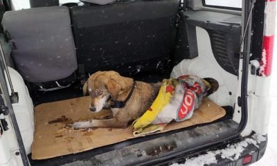 Belediye ekipleri donmak üzere olan köpeği kurtardı