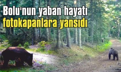 Fotokapanlara yaban hayvanlarının görüntüleri yansıdı