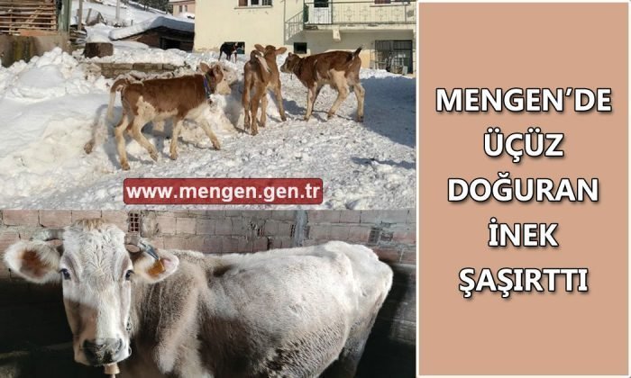 Mengen’de üçüz doğuran inek şaşırttı