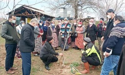 Meyve Ağacı Budama Kursu Başlıyor