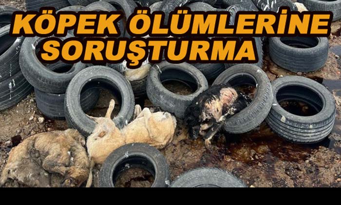 KÖPEK ÖLÜMLERİNE SORUŞTURMA
