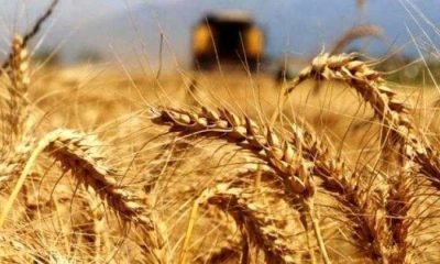 Bolu çiftçisine 10 milyon TL ek girdi desteği