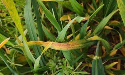 İl Tarım ve Orman Müdürlüğü’nden sarı pas ve fungal uyarısı