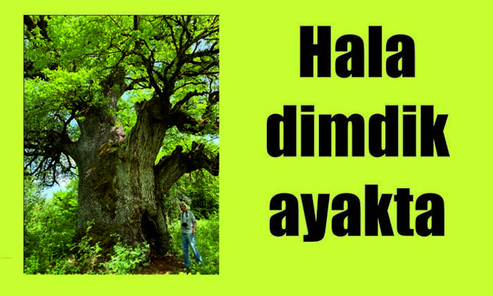 Hala dimdik ayakta