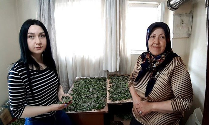 Kadın girişimciler ipek böceği yetiştiriyor