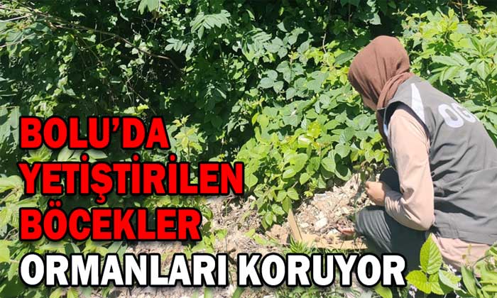 Bolu’da yetiştirilen böcekler ormanları koruyor