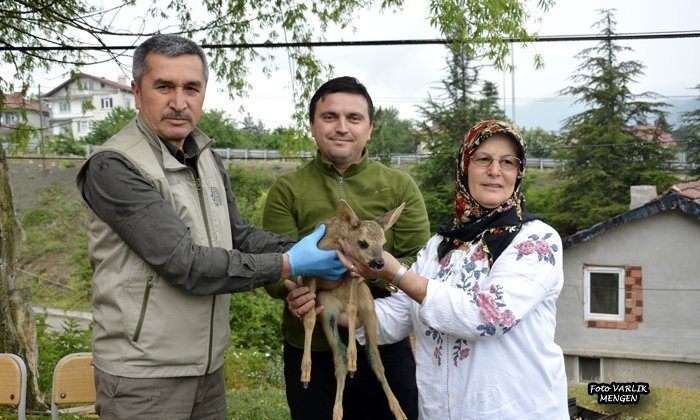 Mengen’de bulunan yaralı karacaya biberonla süt içirdi