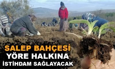 SALEP BAHÇESİ YÖRE HALKINA İSTİHDAM SAĞLAYACAK