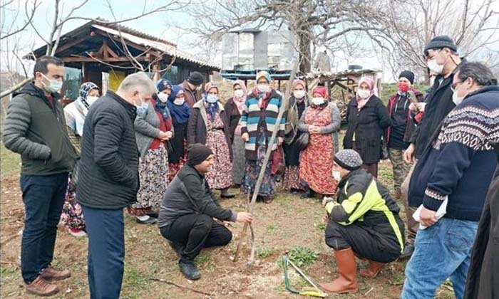 Meyve Ağacı Budama Kursu Başlıyor