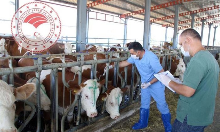 İlçe Tarım ve Orman Müdürlüğü şap hastalığı tedbirlerini duyurdu