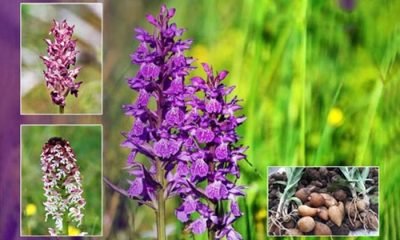 Karadeniz illerinde çok yetişiyor, izinsiz salep soğanı toplayanlara rekor ceza