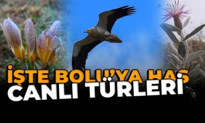İşte Bolu’ya has canlı türleri
