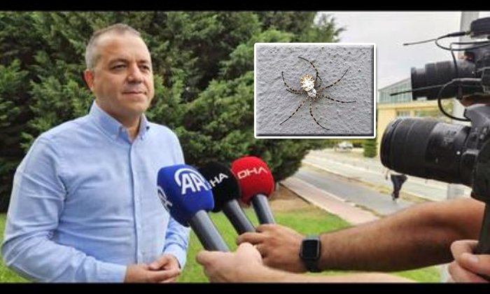 İklim krizi yeni bir örümcek getirdi: Loblu örümcek yayılıyor