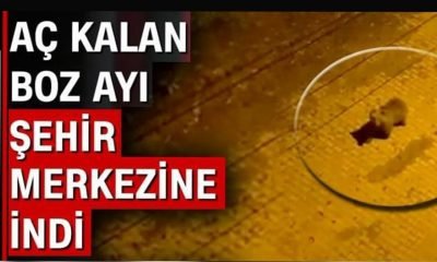 Yeniçağa’da ayı yerleşim yerine indi, güvenlik kamerasıyla görüntülendi