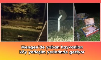 Mengen’de yaban hayvanları köy yerleşim yerlerinde geziyor