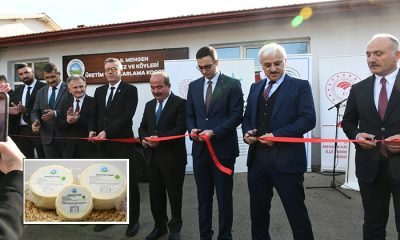 Coğrafi işaretli Mengen Peynirimiz artık raflarda yerini alacak