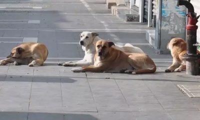 Sokak köpekleri için komşu ilde kalıcı çözümü bulundu