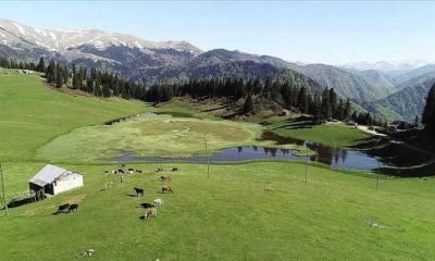 İlçe Tarım ve Orman Müdürlüğü’nden mera, yaylak, kışlak, kamuya ait otlak ve çayırlar hakkında duyuru