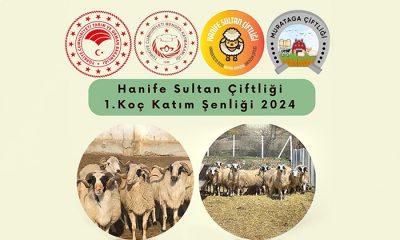 Mengen’de “Koç Katım Şenliği” düzenlenecek