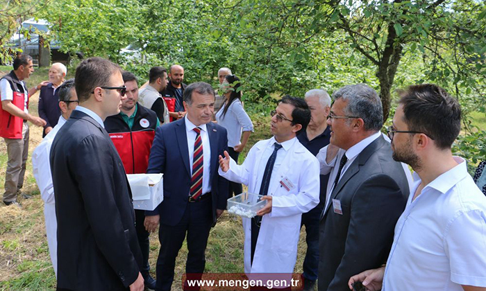 Mengen’de kahverengi kokarca için parazitoit salımı gerçekleştirildi