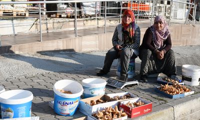 Çalışkan Eltiler Mantar Sezonunu Açtı