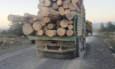 Bolu’da Fotokapanlar ile takip edilen orman kaçakçılarına suçüstü!
