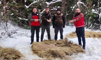Mengen’de yaban hayatı için doğaya yem bırakıldı