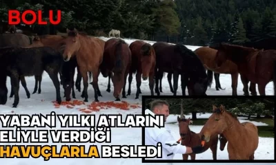 Mengen’de görev yapan öğretmen yabani yılkı atlarını eliyle verdiği havuçlarla besledi