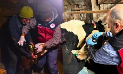 Bolu’da büyükbaş hayvanlar için 2025 şap aşılama kampanyası başladı!