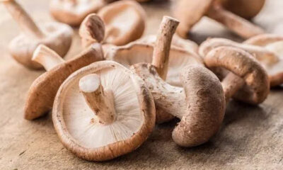 Bolu’nun kokulu sırrı… Yağmurun bereketiyle cincile mantarı sofraları şenlendirecek…