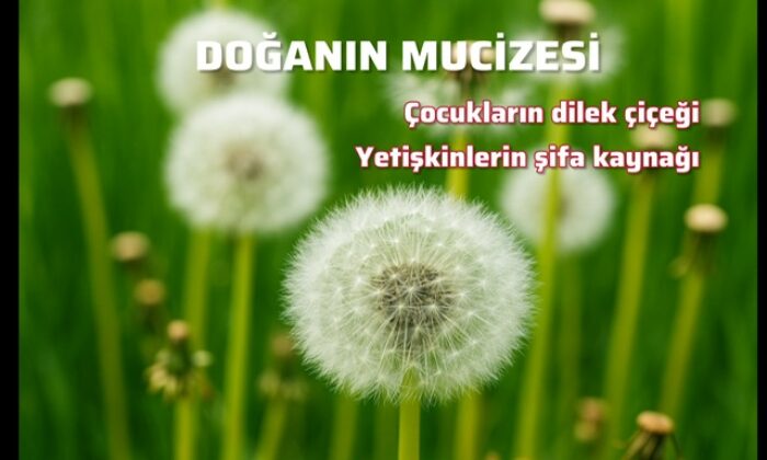 Karahindibanın Mucizeleri: Doğanın Sessiz Şifacısı