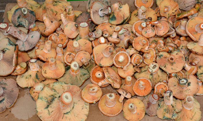 Mengen’de kanlıca mantarı satışları başladı