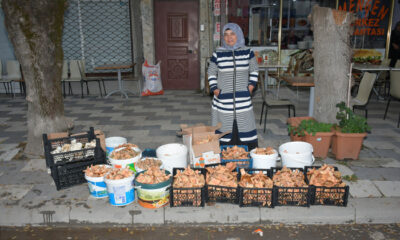 Mengen’de kanlıca mantar toplama rekoru olabilir