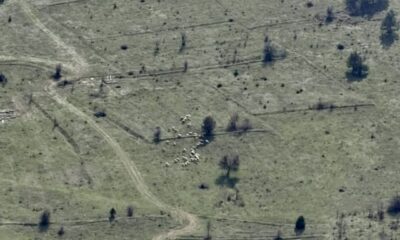 Mengen’de Kayıp Hayvanlar Drone’la Bulundu