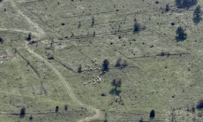 Mengen’de Kayıp Hayvanlar Drone’la Bulundu