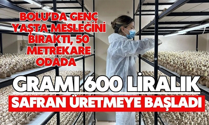 Bolu’da genç yaşta mesleğini bıraktı, 50 metrekare odada gramı 600 liralık safran üretmeye başladı