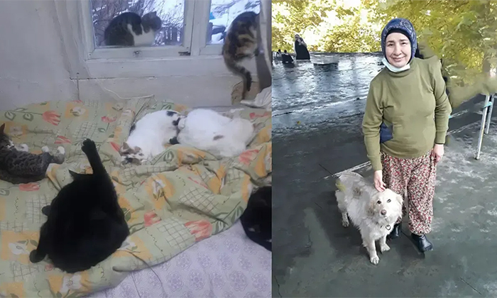 Mengen’de yürek sızlatan manzara! 65 kedi ve 9 köpeği hayatta tutmak için destek bekliyor!