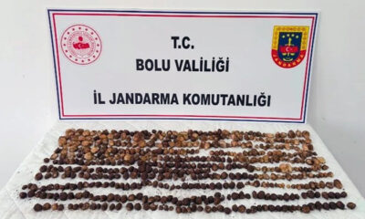 Bolu’da salep toplayanlara, milyonlarca lira ceza kesildi