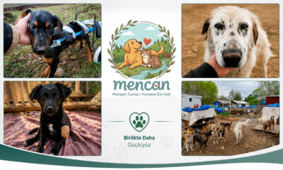Mengen Canları Koruma Derneği (MEN-CAN) Kuruldu