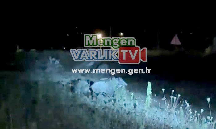 Yaban domuzları Mengen ilçe merkezine indi