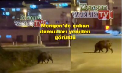 Mengen’de yaban domuzları yeniden görüldü: Yaban hayatı ve doğal yaşam alanları gündemde