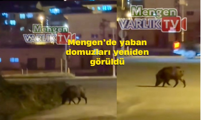 Mengen’de yaban domuzları yeniden görüldü: Yaban hayatı ve doğal yaşam alanları gündemde