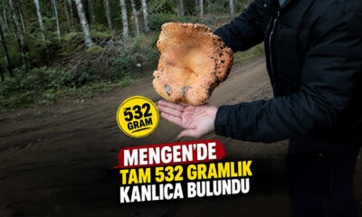 Mengen’de Dev Kanlıca Mantarı